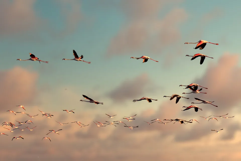 Flamingos flying across a pastel sunset sky