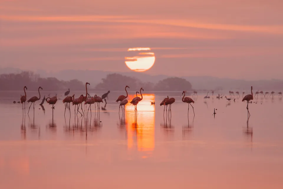 Flamingos standing in pink water at sunset